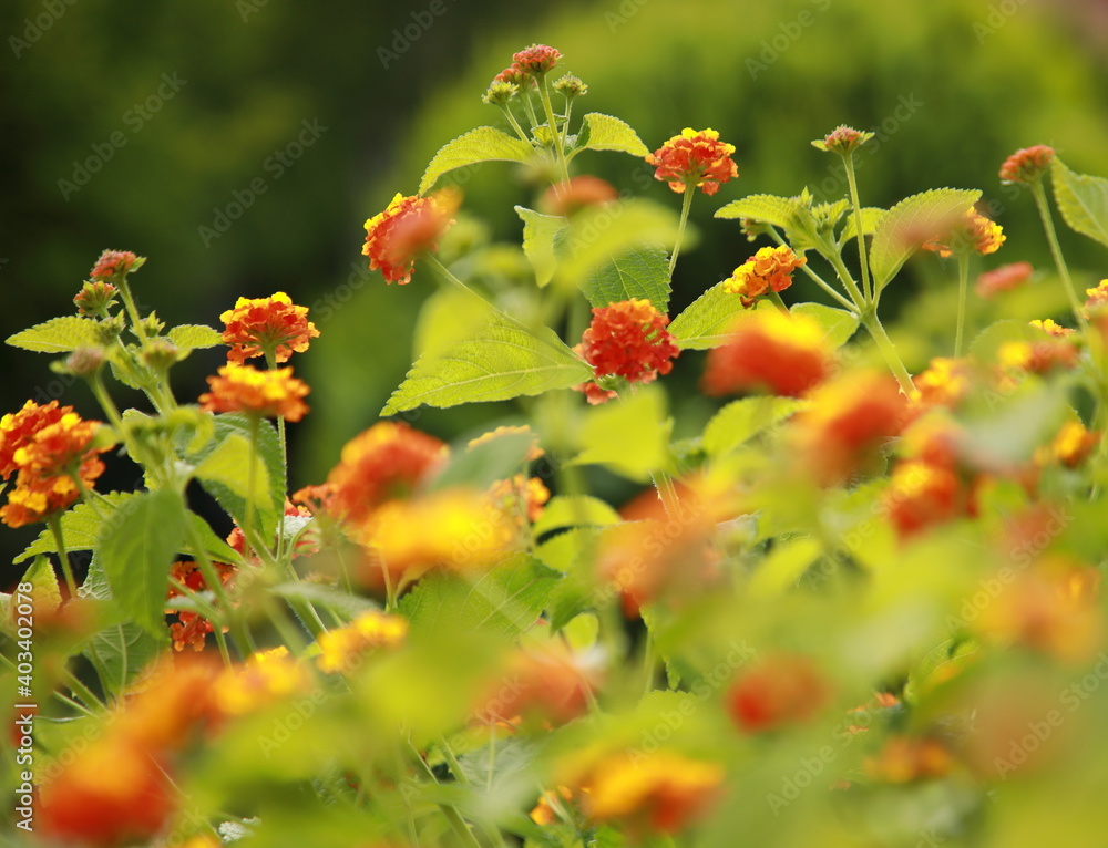 Blüten Blüten