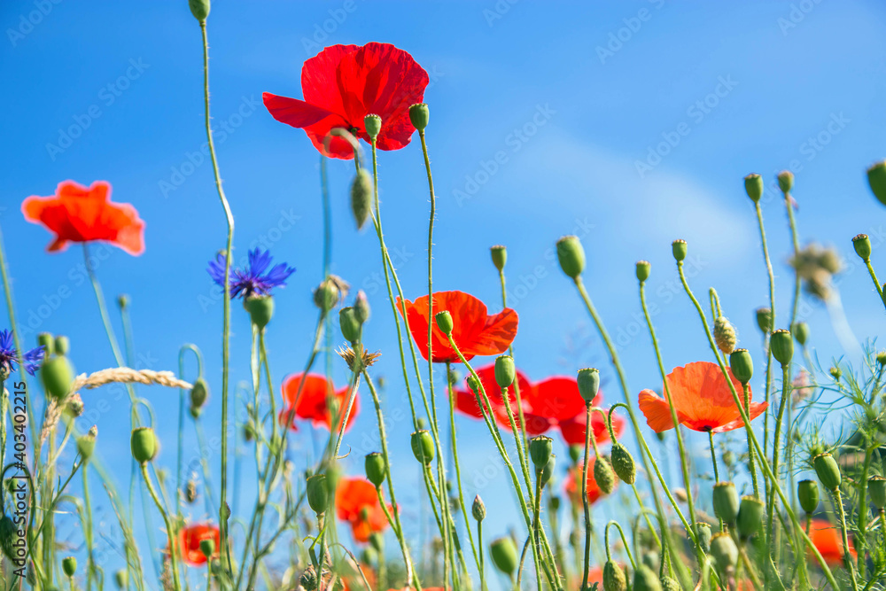 Obraz premium Summer floral background.