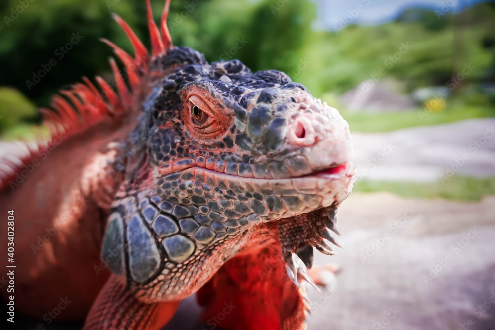 Fototapeta premium close up of a iguana