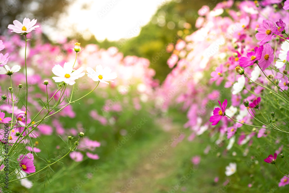 Fototapeta premium コスモスの花 秋のイメージ