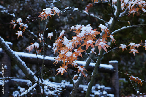 雪が積もったもみじの写真