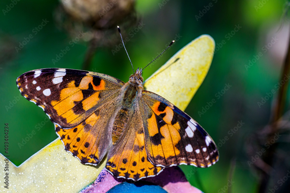 Distelfalter (Vanessa cardui) Distelfalter (Vanessa cardui)