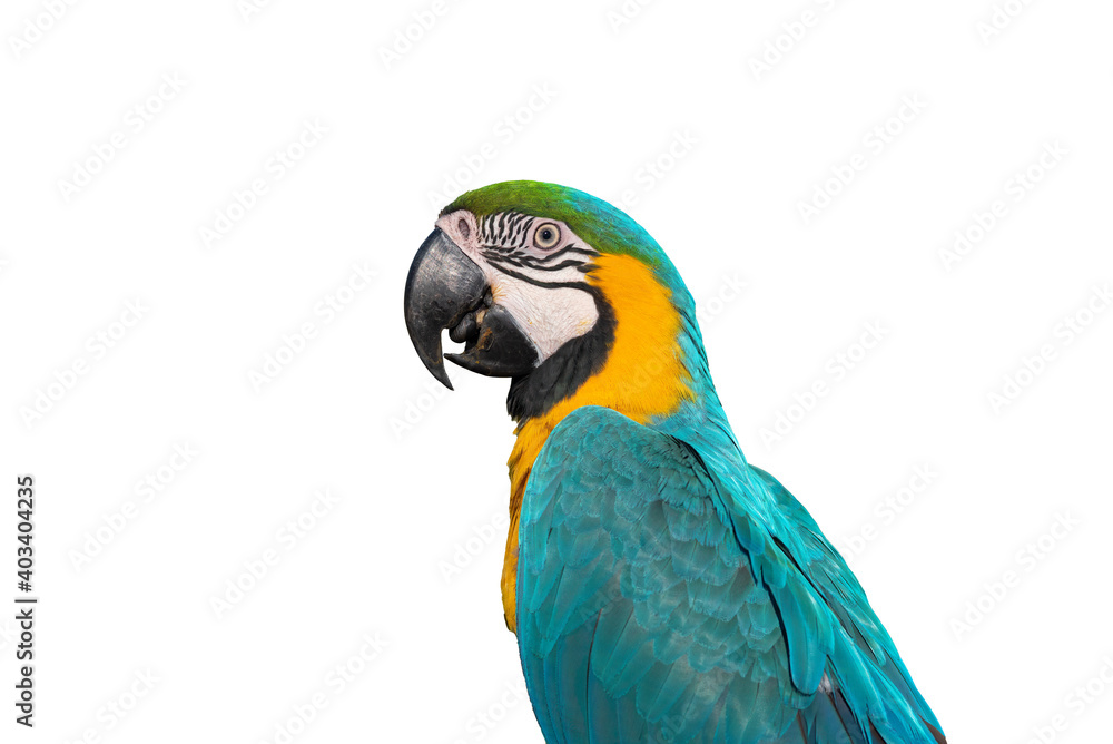 Fototapeta premium Bird ,Blue and gold macaw isolated on white backgrond