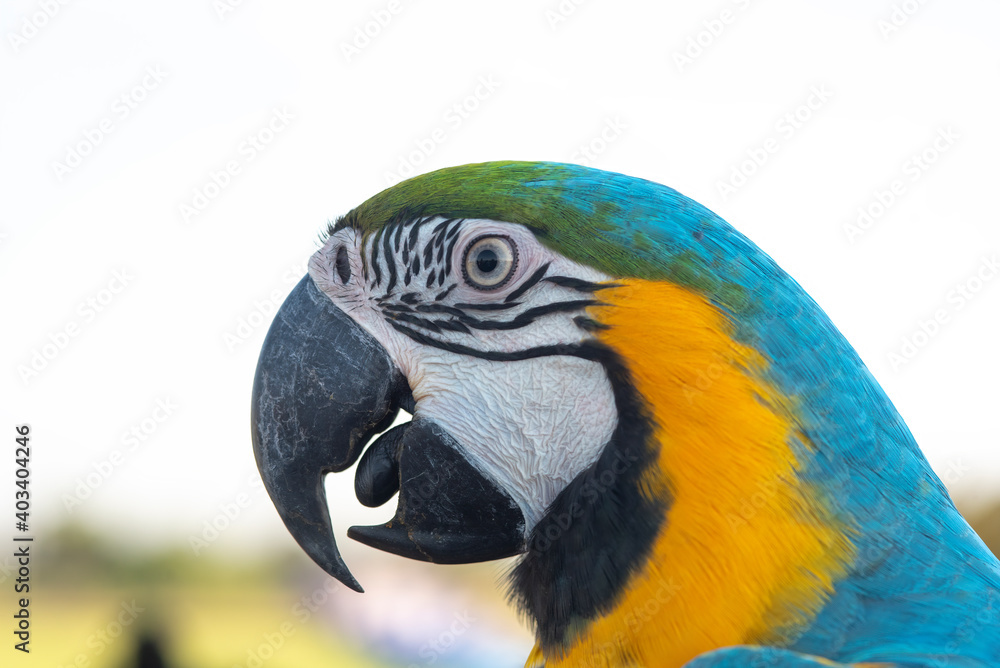 Fototapeta premium Bird ,Closeup Blue and gold macaw