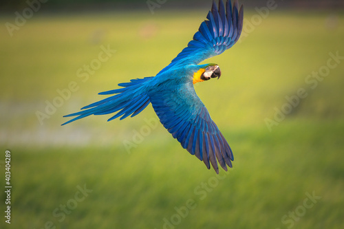 Blue and gold macaw flying , Beautiful parrot on green background