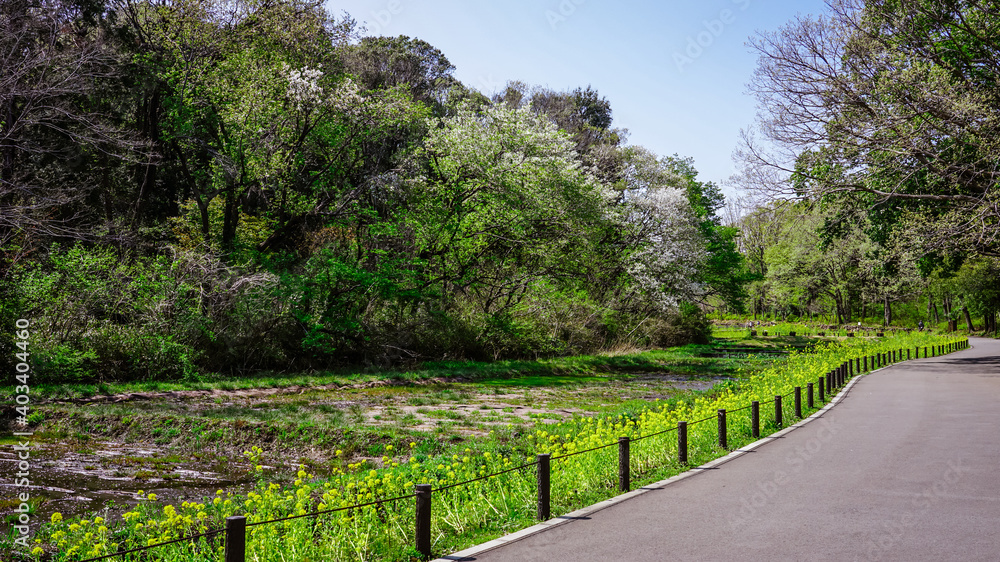 春の公園　谷戸カキツバタ園の菜の花（里山ガーデン）