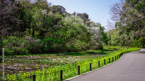春の公園 谷戸カキツバタ園の菜の花（里山ガーデン）