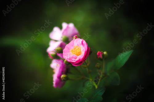 Wallpaper Mural flower Torontodigital.ca