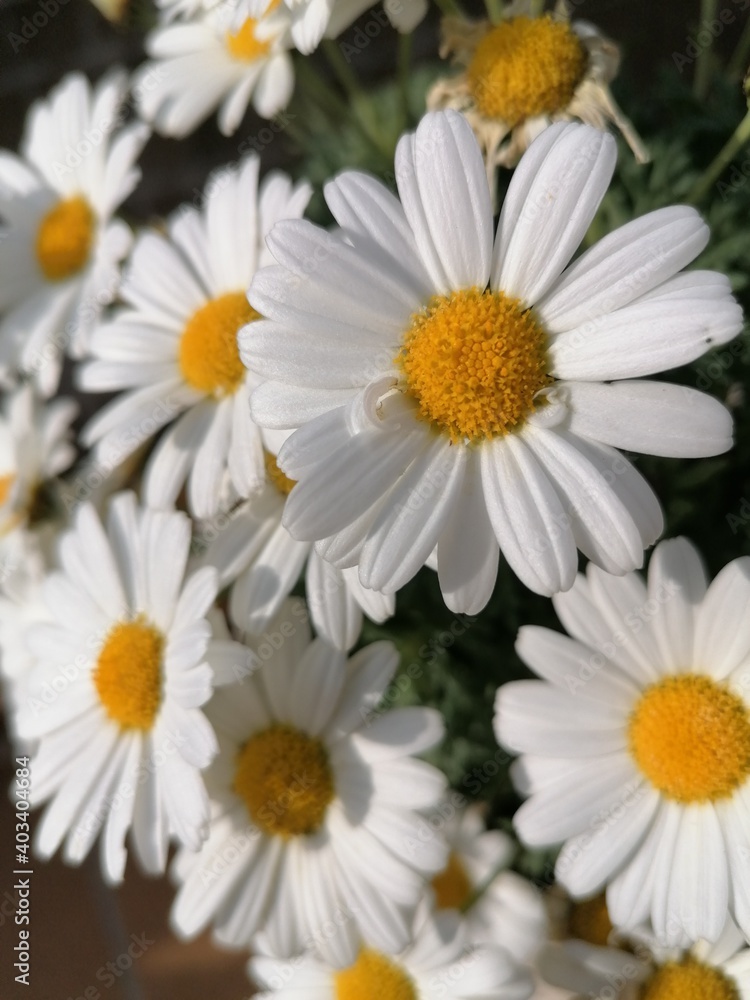 Fototapeta premium daisies in a garden