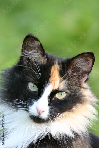 portrait of a cat © Lyudmila