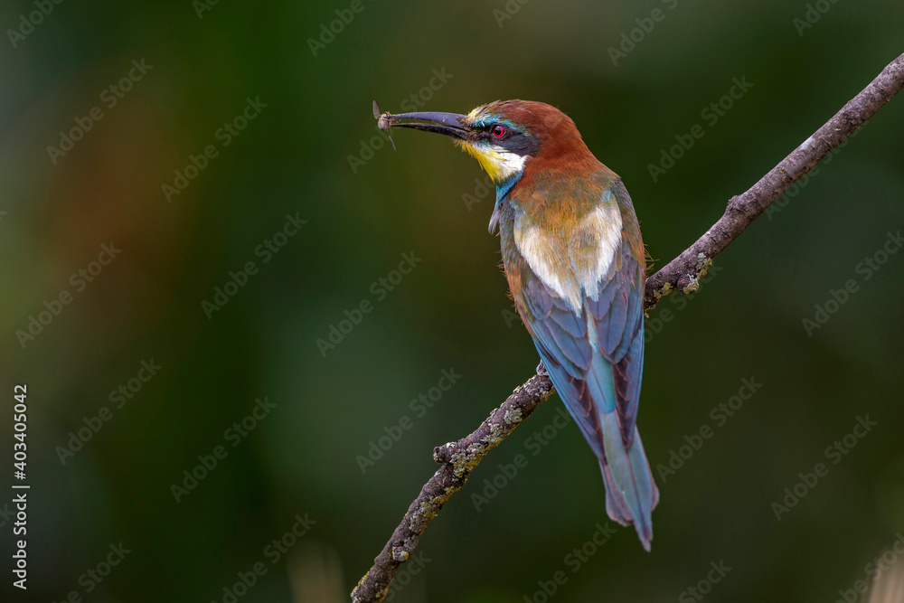 Bienenfresser (Merops apiaster) Bienenfresser (Merops apiaster)