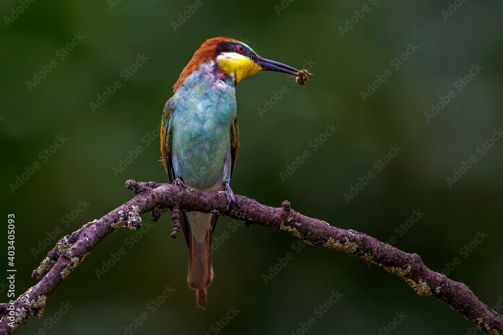 Fototapeta premium Bienenfresser (Merops apiaster)