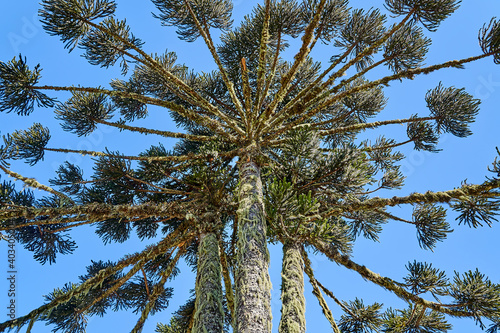 Araucaria araucana, monkey puzzle tree, monkey tail tree, pinonero, pewen or Chilean pine is an evergreen tree. Conifer standing in the Aparados da Serra national park, Brazil, South America photo