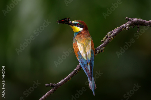 Bienenfresser (Merops apiaster)