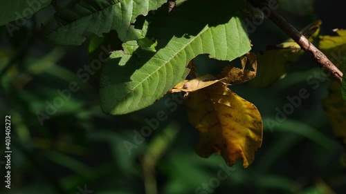 Javanese Leaf Insect, Phyllium pulchrifolium, Female Yellow Form, 4K Footage; under a leaf hiding from the harsh afternoon sun, light transitions from dark to light in the forest. photo