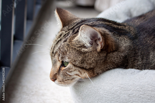 Portrait of a cute tabby cat lying on a pet bed close up