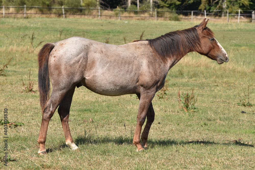American Quarter Horse Hengstjährlinge American Quarter Horse Hengstjährlinge