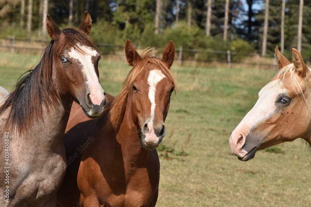 Fototapeta premium American Quarter Horse Hengstjährlinge