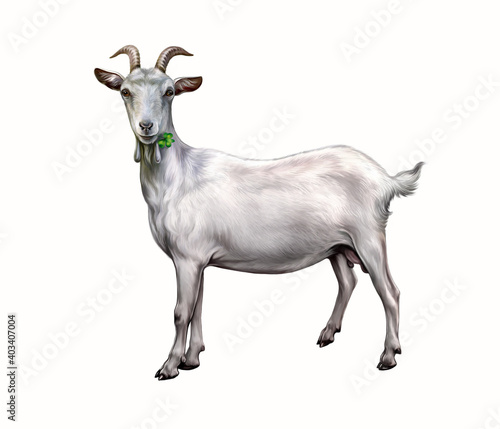 Capra hircus (Domestic Goat)
