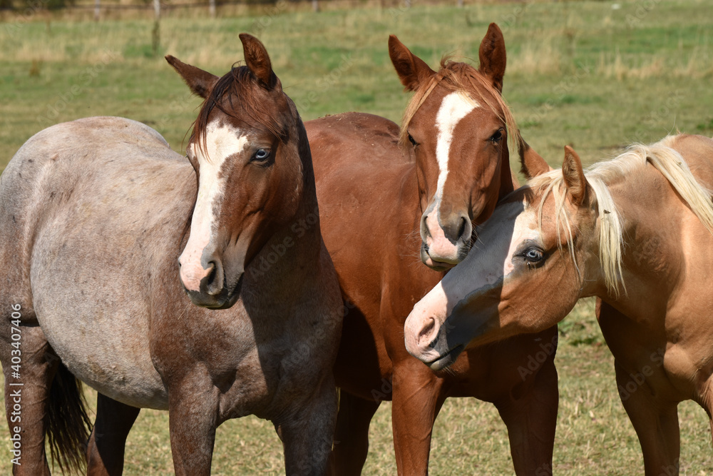 Naklejka premium American Quarter Horse Hengstjährlinge