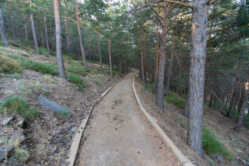 Obraz premium path through a pine forest in Sierra Nevada