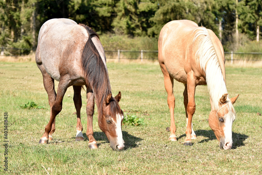American Quarter Horse Hengstjährlinge American Quarter Horse Hengstjährlinge
