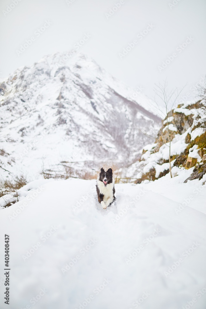 Beautiful black and white border collie dog enjoying the snow after a huge snowfall. Running, posing and looking straight in a playful attitude.