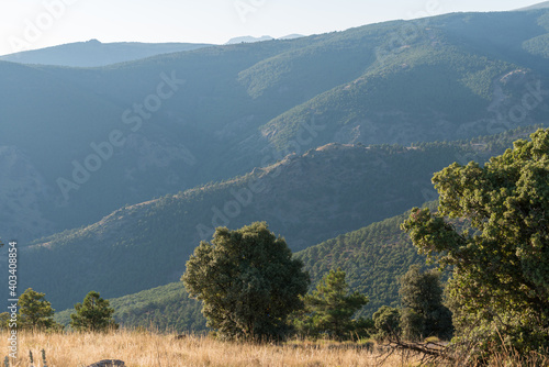 Holm oaks in the Sierra Nevada mountains