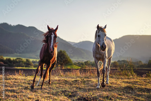 White and brown Arabian horses running on grass field, forest mountains background