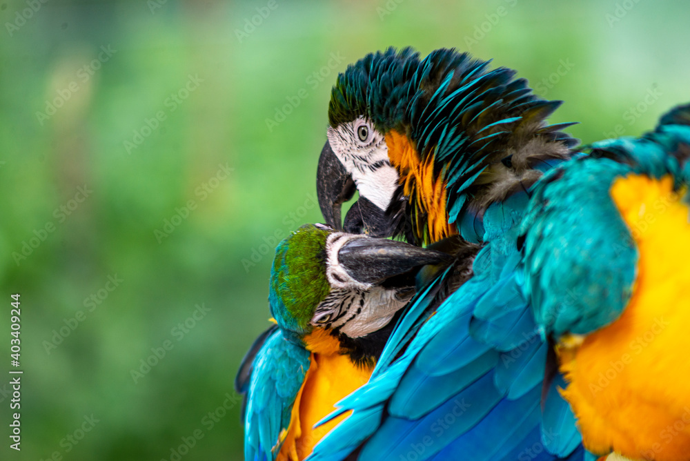 Parrots couple
