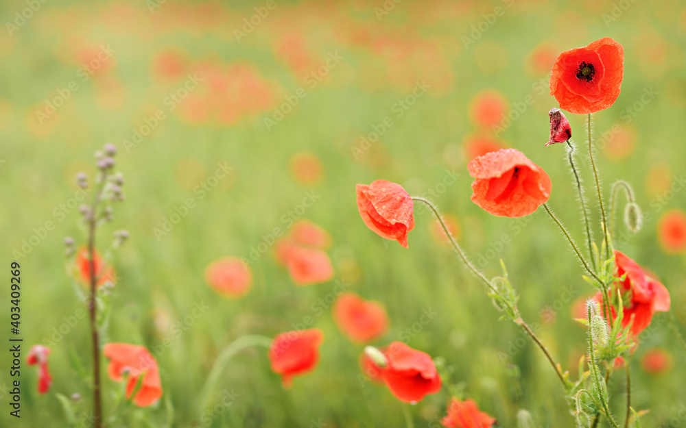 Obraz premium Vibrant red wild poppy flowers, petals wet from rain, growing in filed of green unripe wheat