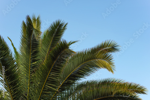Green palm leaves against clear blue sky