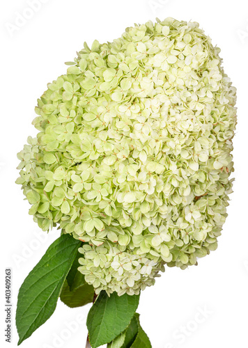 Large lime green flower head of the hydrangea or hortensia (hydrangia paniculata 'limelight') on a stem. Isolated on a white background.