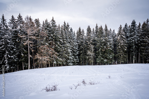 Winter forest in the snow. Tranquil scene. Les Pleiades, Switzerland.