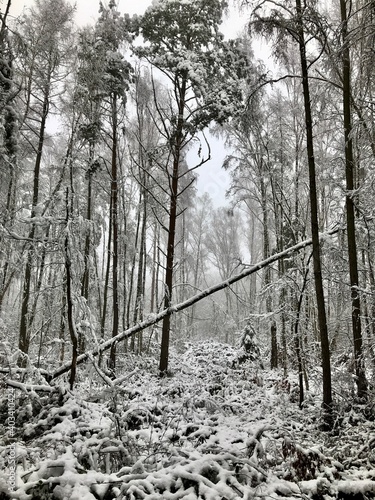 Winterlandschaft bei Helmstedt / Harbke / Marienborn (Niedersachsen, Sachsen-Anhalt) photo