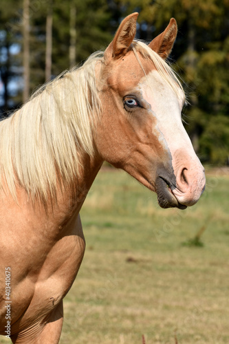 American Quarter Horse Hengstj  hrlinge