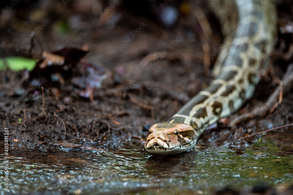 Fototapeta premium Python molurus or Indian rock python or black tailed python closeup floating in water stream at ranthambore national park or tiger reserve sawai madhopur rajasthan india
