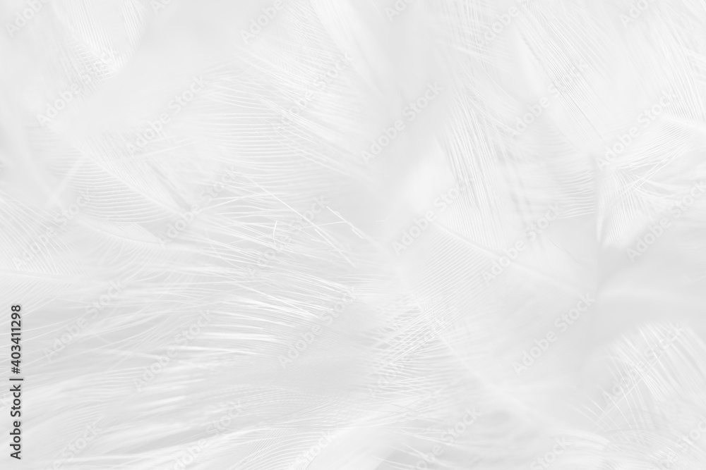 white feather wooly pattern texture background white feather wooly pattern texture background