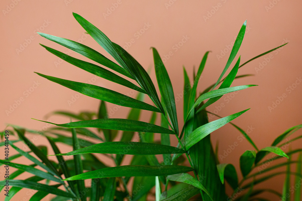 Abstract modern interior with green plant, dark orange wall background macro Abstract modern interior with green plant, dark orange wall background macro