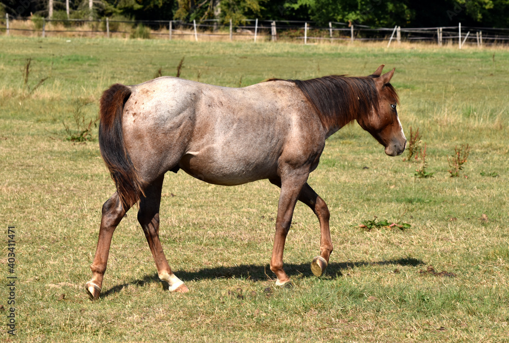 American Quarter Horse Hengstjährlinge American Quarter Horse Hengstjährlinge