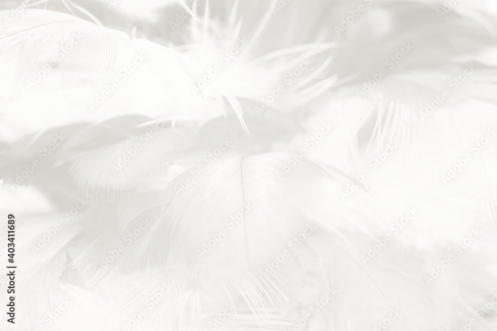 Obraz premium white feather wooly pattern texture background