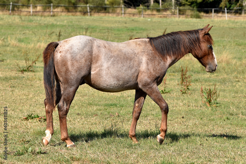 American Quarter Horse Hengstjährlinge American Quarter Horse Hengstjährlinge