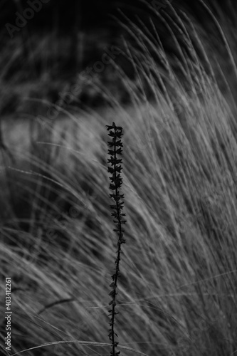 close up of a flower black and white