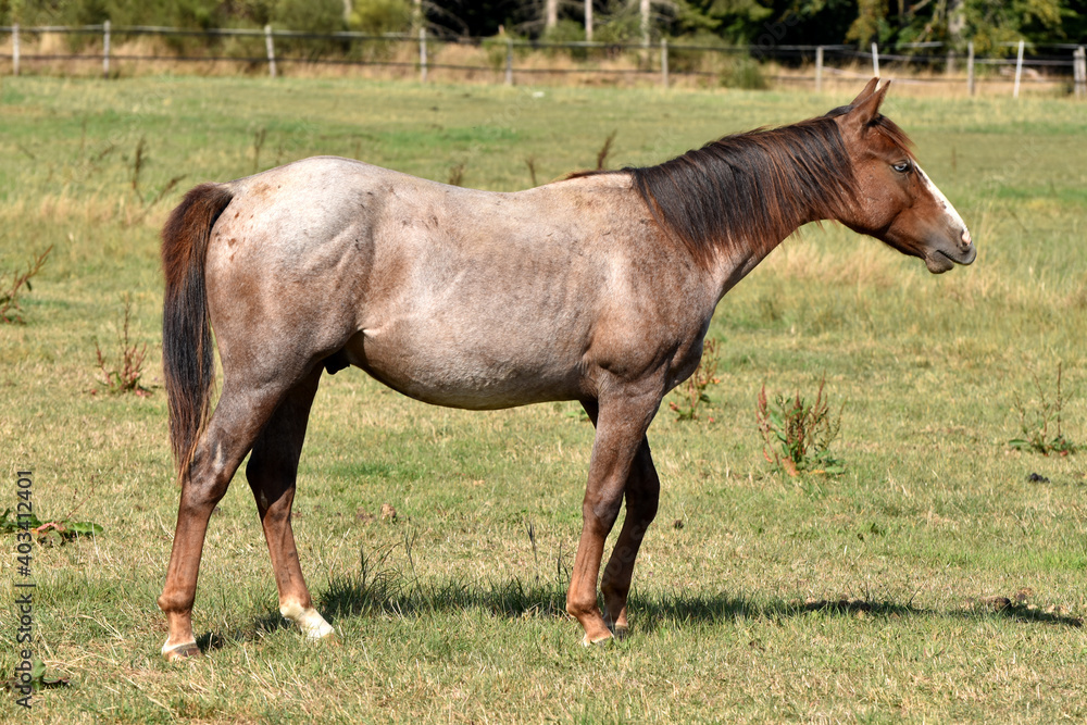American Quarter Horse Hengstjährlinge American Quarter Horse Hengstjährlinge