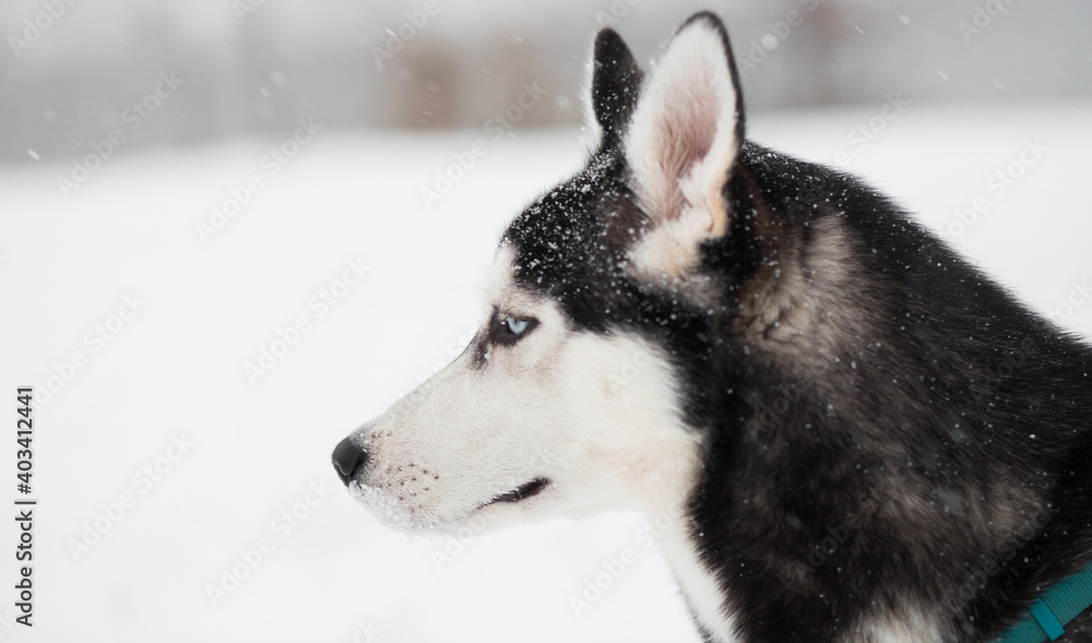 Young beautiful siberian husky in winter.portrait. side view. Dog and snowfall