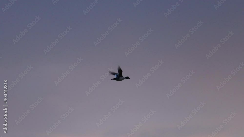 goldeneye flying slowly in the spring twilight goldeneye flying slowly in the spring twilight