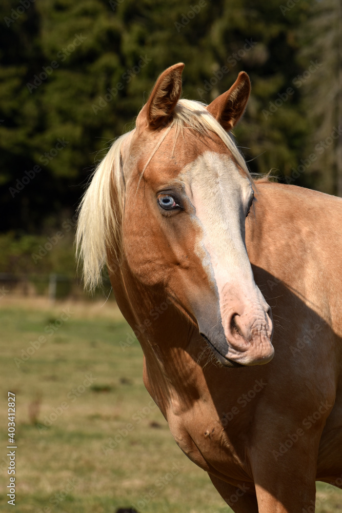 American Quarter Horse Hengstjährlinge American Quarter Horse Hengstjährlinge