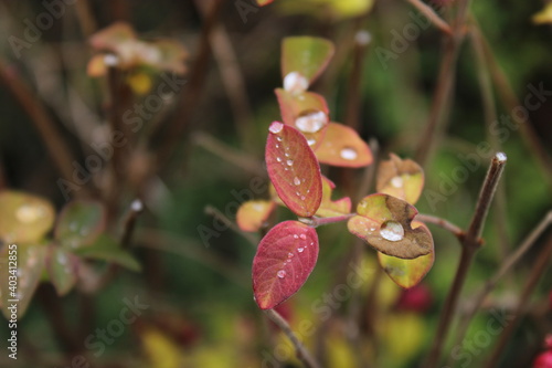 raindrops on a colorful leaf