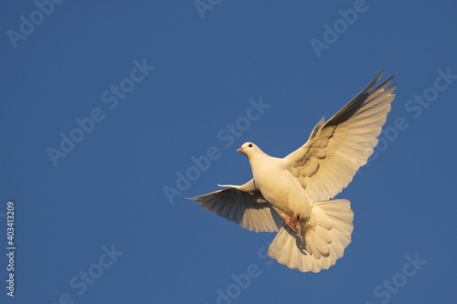 white dove beautifully spreading its wings flies on the blue sky