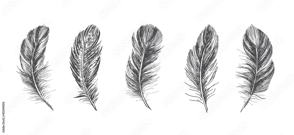 Feathers, Hand drawn style sketch illustrations.	
